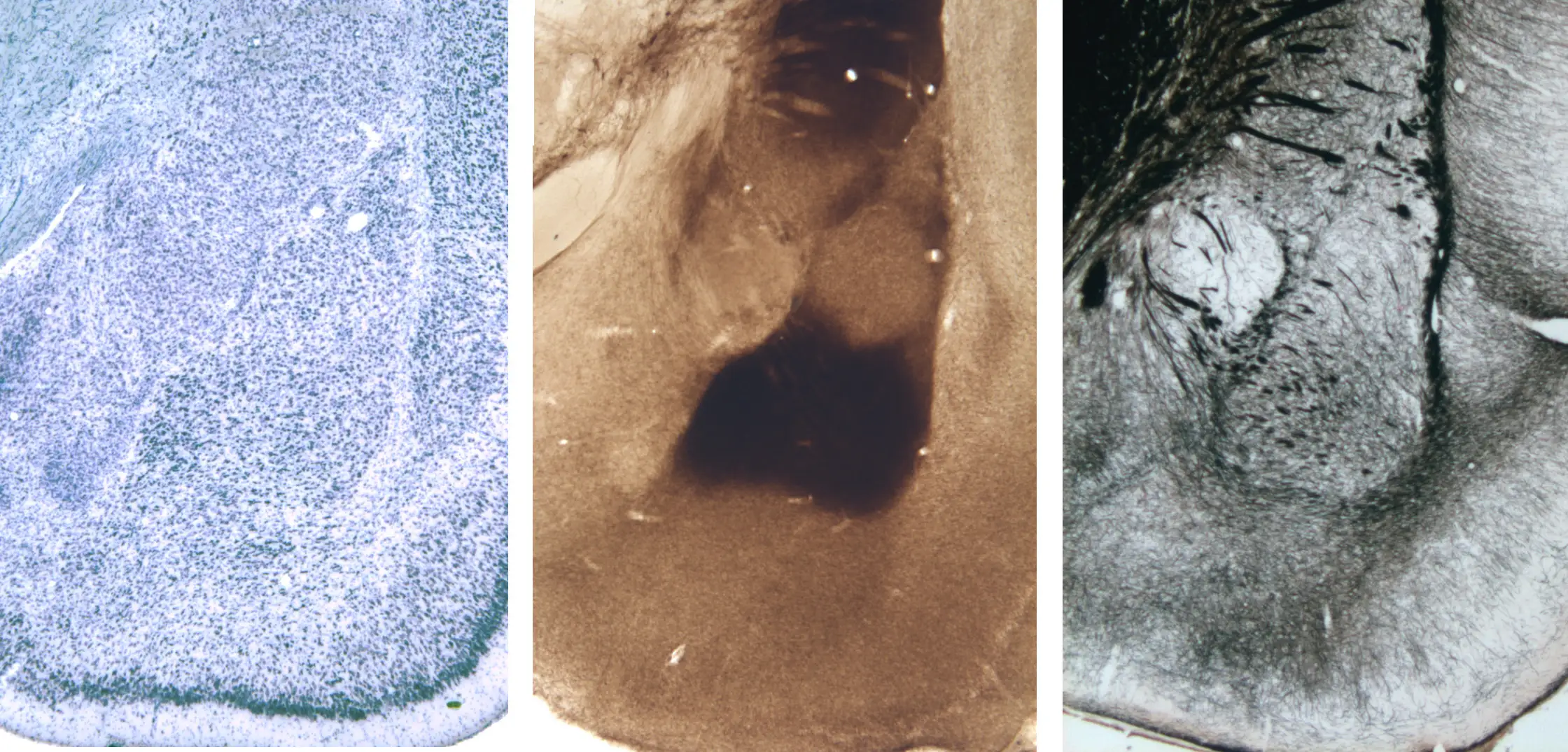 Picture of Molecules